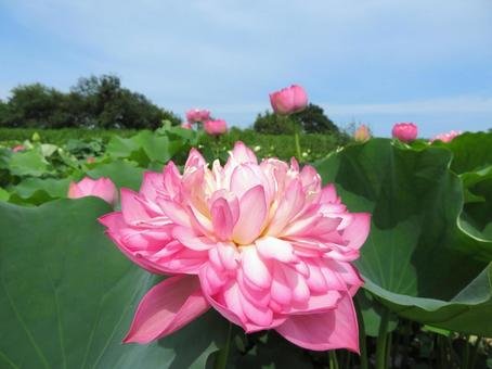 🏞️ 쓰치우라시 자연 센터(쓰치우라시 네이처 센터) 이미지 8